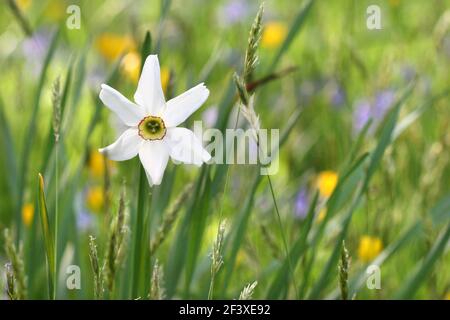 Un unico daffodil con petali bianchi si trova in un prato inglese circondato Da buttercups e bluebells in un giorno luminoso di primavera Foto Stock