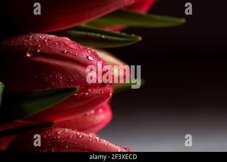 Estremo primo piano di tulipani con gocce d'acqua. Foto Stock