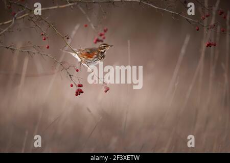 Turdus iliacus Redwing nutrire le bacche rosse Foto Stock