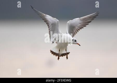 Gabbiano a testa nera Chromicocephalus ridibundus in volo Foto Stock