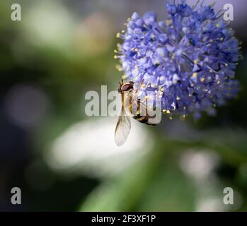 Closeup di hoverfly Syrphus torvus, specie di insetto comune nei continenti settentrionali. Alimentazione su polline e nettare di Ceanothus thyrsiflorus. Foto Stock