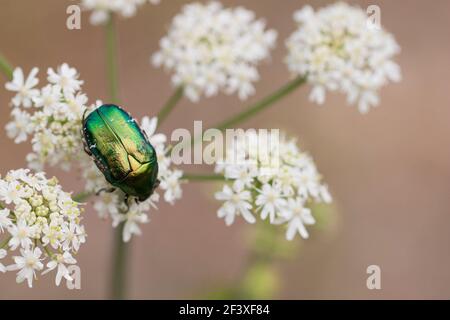 Cetonia aurata comune Rose-Chafer che si nuda su un fiore Foto Stock