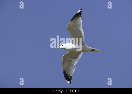 Common Gull - in flightLarus canus yell Shetland, Regno Unito BI010361 Foto Stock