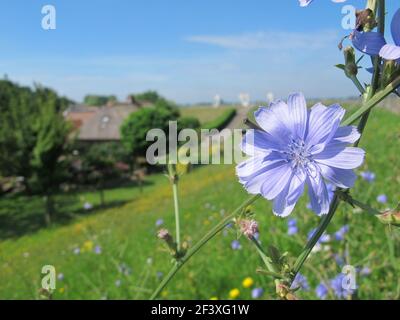 Fiore blu di cicoria comune (Cichorium intybus) in una giornata di sole a fioritura verde olandese dyke. Sullo sfondo una casa e Drielse Stuw, un waterweir Foto Stock