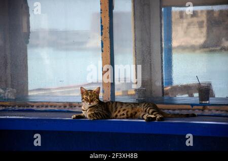 Gatto posa e rilassante a Paleochora, Creta, Grecia Foto Stock