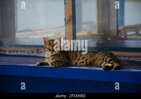 Gatto posa e rilassante a Paleochora, Creta, Grecia Foto Stock