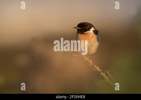 Stonechat Saxicola rubicola arroccata in primo piano Foto Stock