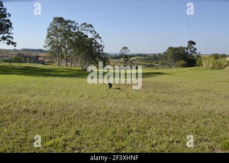 Border Collie. Cane gioca in esecuzione dopo palla di plastica colorata sul prato nel parco cittadino in Brasile, Sud America, vista posteriore in vista panoramica Foto Stock