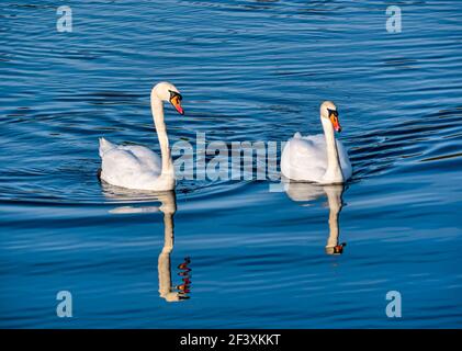 Coppia maschile e femminile di cigni muti (Cygnus olor) riflessi in acqua in primavera sole, Scozia, Regno Unito Foto Stock