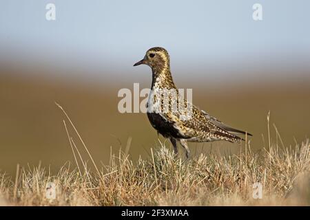 Golden Plover Pluvialis apricaria Yell, Shetland, Regno Unito BI010715 Foto Stock