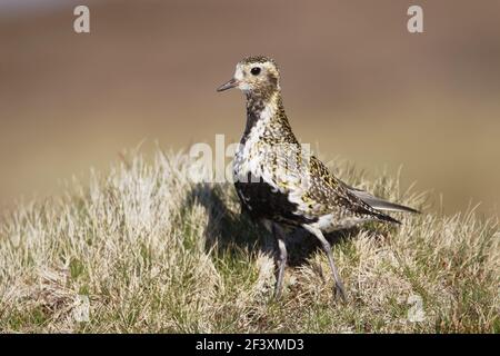 Golden Plover Pluvialis apricaria Yell, Shetland, Regno Unito BI010718 Foto Stock