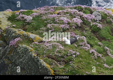 Great Black-backed Gull - Nesting on Thrift Covered Cliff topLarus marinus Sumburgh Head Shetland, UK BI010756 Foto Stock