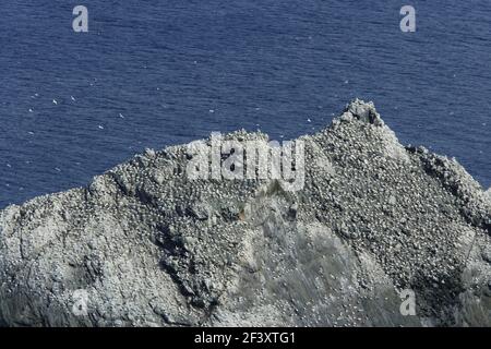 Riserva naturale di Gannet ColonySula fagana Hermaness, Unst Shetland, Regno Unito BI011611 Foto Stock