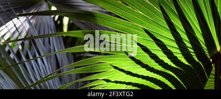 Luce del sole e ombra sulle foglie di Cabbage Tree Palm, Livistona australis, nella foresta pluviale temperata di Sydney, NSW, Australia Foto Stock