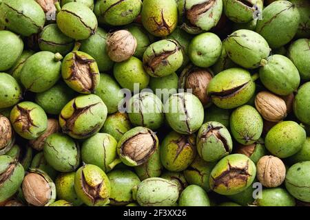Raccolta fresca di noci biologiche in guscio verde. Foto Stock