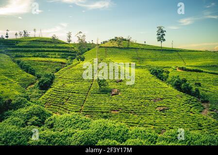 Scenario di piantagione di tè in Haputale, Hill Country, sri lanka Foto Stock