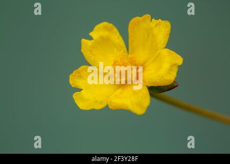 macro shot di fiore giallo selvaggio. Foto Stock