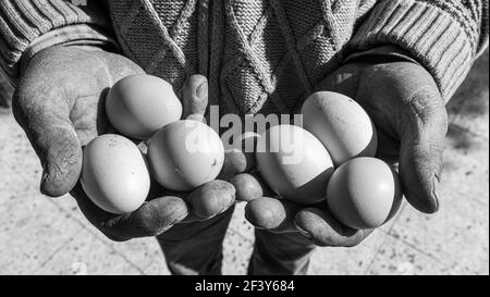 Un uomo anziano sta tenendo un uovo e lo mostra. Sfondo naturale del prodotto. Foto in bianco e nero. Foto Stock