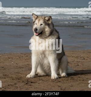 Alaskan Malamute Cane Foto Stock