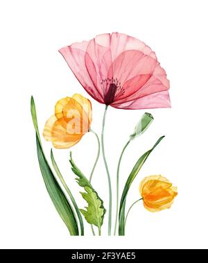 Composizione floreale acquerello. Grande papavero rosso e tulipani gialli. Fiori campo estivo con foglie verdi. Illustrazione botanica realistica per Pasqua Foto Stock