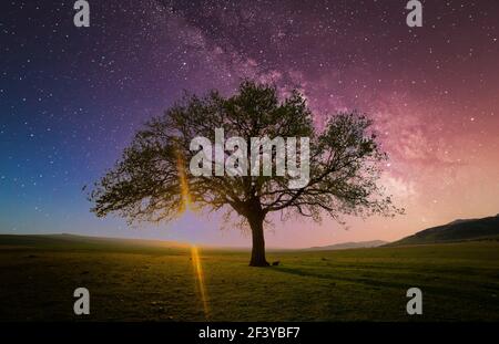 Albero solitario sul campo sotto via lattea, Dobrogea, Romania Foto Stock