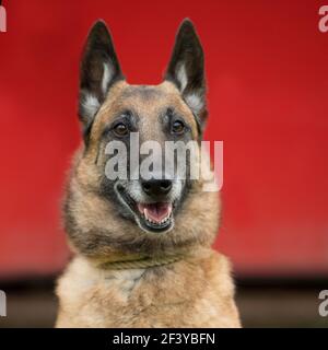 Cane da pastore belga Foto Stock