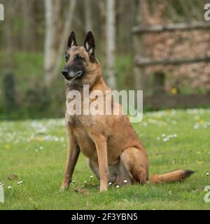 Cane da pastore belga Foto Stock