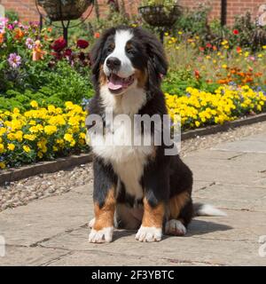 Bovaro del Bernese cucciolo Foto Stock