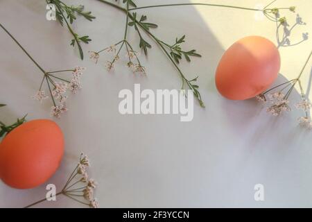 Una vista dall'alto di uova marroni e fiori di cumino sfondo bianco con spazio per la copia sotto la luce del sole Foto Stock