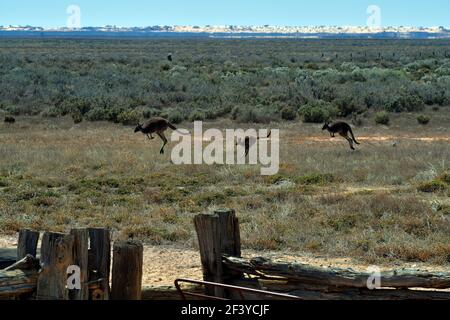 Australia, canguri sull Mungo national park Foto Stock