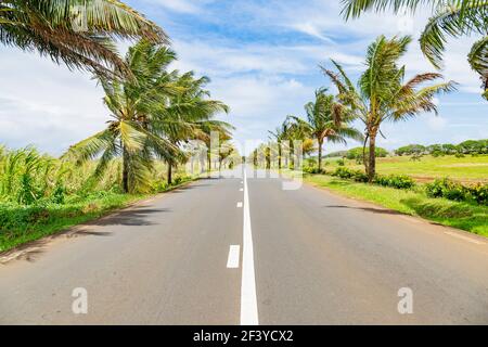 Palme da cocco lungo la strada principale nel sud della repubblica di Mauritius. Foto Stock