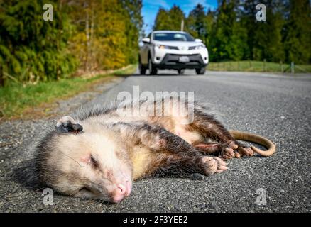Opossum morto, roadkill, Fraser Valley, British Columbia, Canada Foto Stock