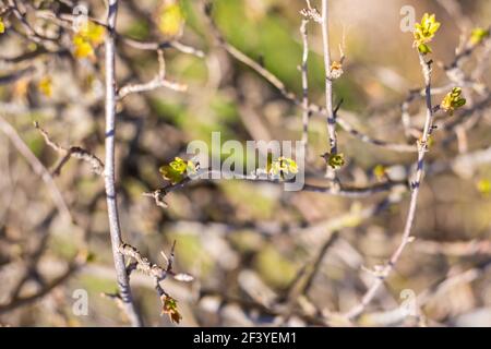 Risvegliare le gemme di un cespuglio di ribes nero. Apertura di foglie verdi su una pianta da giardino in primavera, fuoco selettivo. Foto Stock