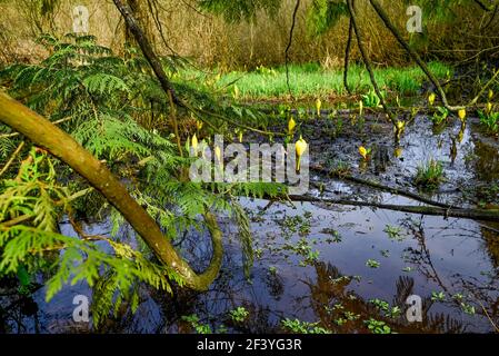 Fiori di lanterna delle paludi, Ravine Park, Abbotsford, British Columbia, Canada Foto Stock