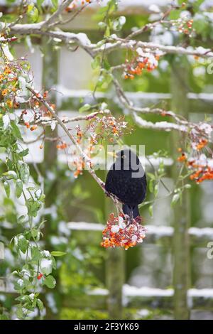 Blackbird - nutrire le berries di Rowan nella neve, in GardenTurdus merula Essex, Regno Unito BI019402 Foto Stock