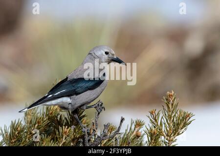 Un nutcracker di Clark bilancia su un arbusto in Colorado Foto Stock