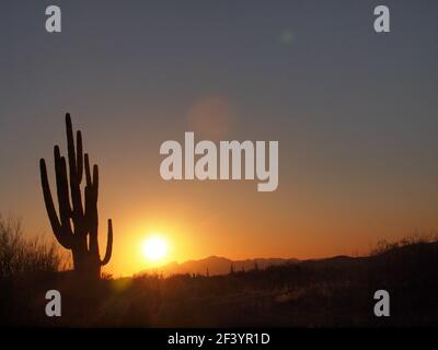 Tramonto in Arizona nella regione desertica di Sonoran in Arizona. I cactus di Saguaro sono caratterizzati da una silhouette che si illumina in tarda giornata. Foto Stock