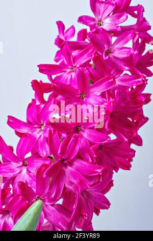 Fiori rosa di Giacinto su sfondo bianco. Foto Stock