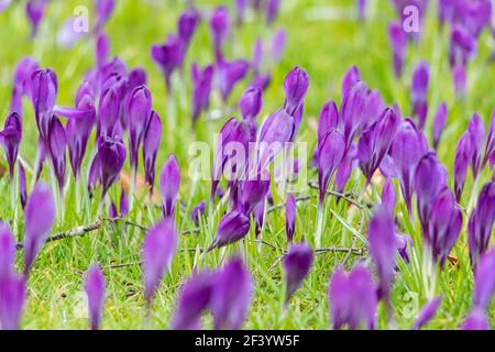 malva croci viola contro l'erba Foto Stock