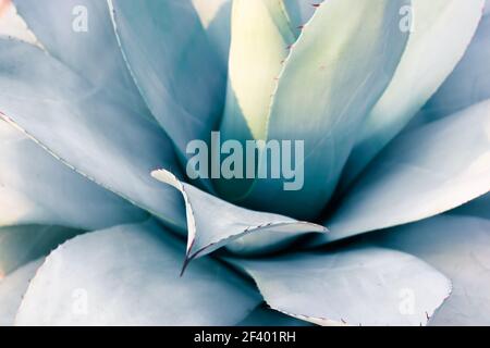 Una bella foglia di agave blu-verde gigante con spine, sfondi e texture Asparagaceae. Piante esotiche del Messico usate in farmacologia, facendo cos Foto Stock