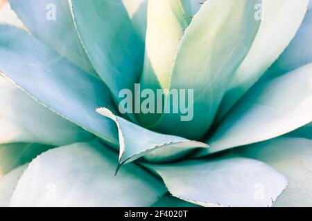 Una bella foglia di agave blu-verde gigante con spine, sfondi e texture Asparagaceae. Piante esotiche del Messico usate in farmacologia, facendo cos Foto Stock