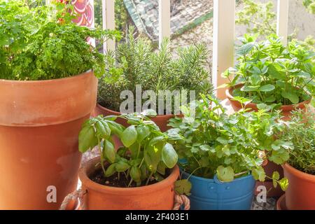 Erbe fresche in pentole su un piccolo balcone. Prezzemolo, basilico, rosmarino, timo, menta marocchina, e coriandolo (coriandolo). Foto Stock