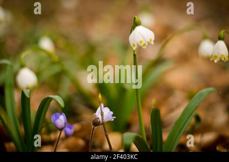 Fiori bianchi di fiocchi di neve primaverile e fiori di vermi violetti fioritura nella stessa area di una foresta Foto Stock