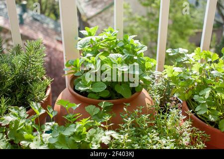 Erbe fresche in pentole su un piccolo balcone. Prezzemolo, basilico, rosmarino, timo, menta marocchina, e coriandolo (coriandolo). Foto Stock