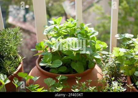 La menta marocchina e altre erbe fresche in pentole su un piccolo balcone. Foto Stock