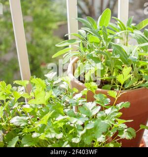 Erbe fresche in pentole di terracotta su un piccolo balcone: Salvia e coriandolo (coriandolo). Foto Stock