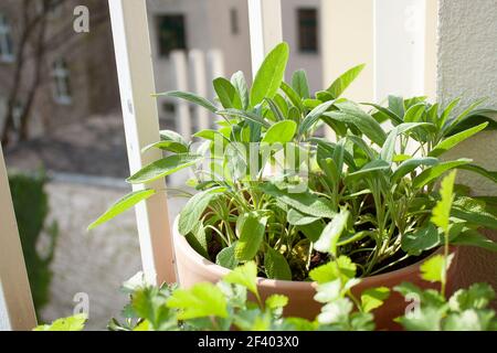 Salvia fresca in una pentola di terracotta su un piccolo balcone. Foto Stock