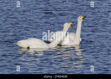 Whooper Swan - Pair displayingOlor cygnus Ouse washes Norfolk, UK BI020765 Foto Stock