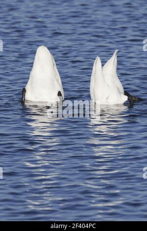 Whooper Swan - Pair displayingOlor cygnus Ouse washes Norfolk, UK BI020769 Foto Stock