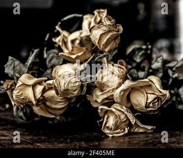 Fiori gialli sbiaditi a secco di rose su sfondo scuro Foto Stock